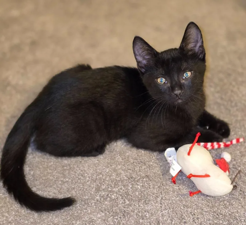 A baby small-sized male Domestic Short Hair cat named Norris for adoption in Magnolia, TX