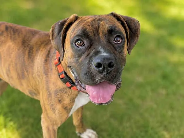 A young medium-sized male Boxer dog named Gomez for adoption in Bonita, CA