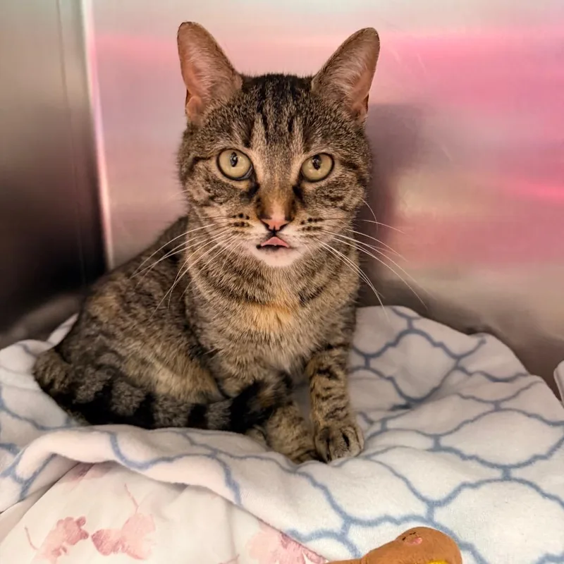 An adult medium-sized female Gray / Blue / Silver Domestic Short Hair cat named Bree for adoption in Newark, NJ