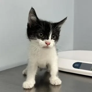 A baby small-sized male Black Domestic Short Hair cat named Megatron for adoption in Indianapolis, IN
