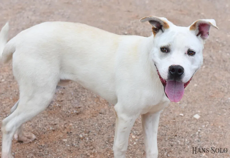 An adult medium-sized male American Staffordshire Terrier dog named Astro for adoption in Houston, TX