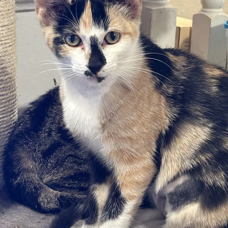 An adult medium-sized female American Shorthair cat named Daisy for adoption in Milbank, SD