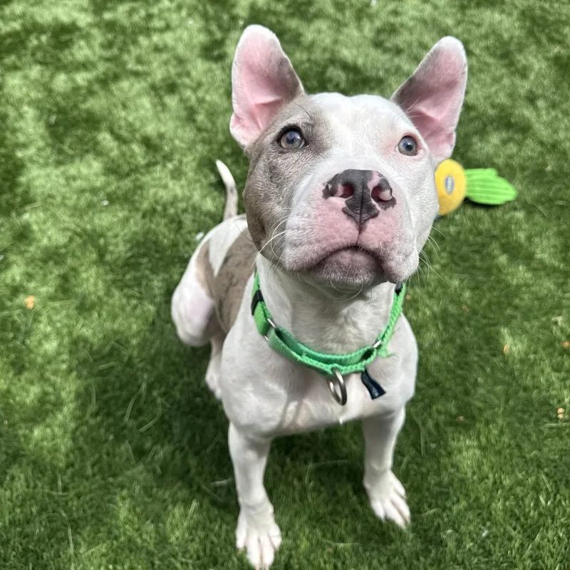 A young medium-sized female White / Cream Pit Bull Terrier dog named Dollop for adoption in Naperville, IL
