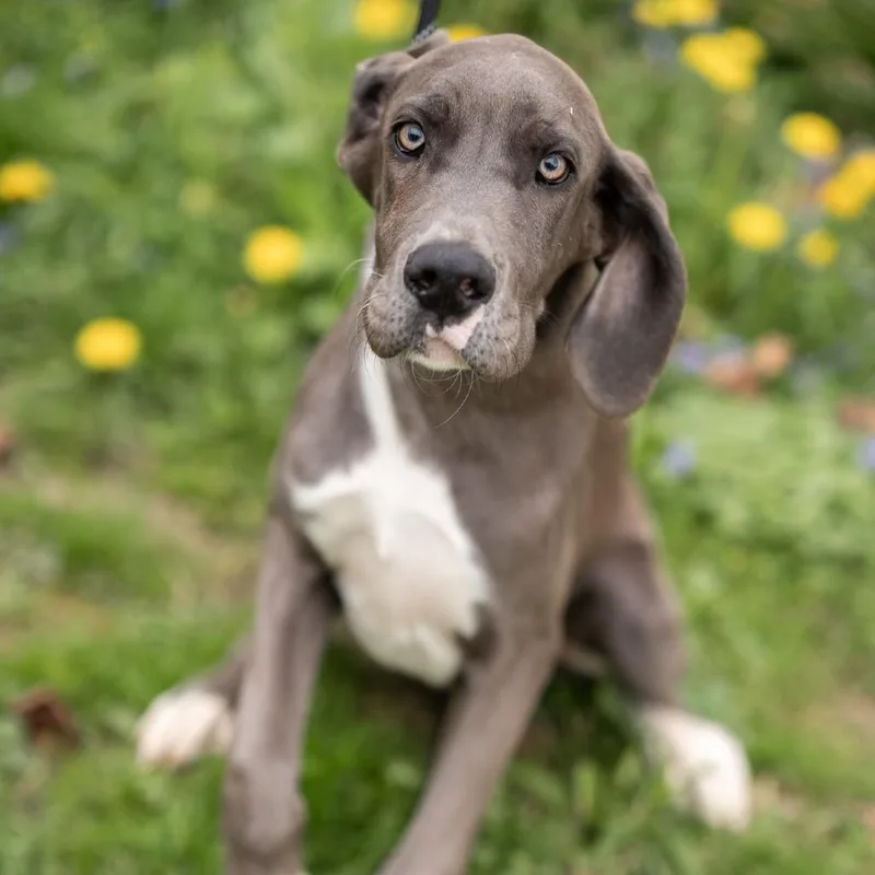A young extra large-sized male Great Dane dog named Sammy for adoption in Zionsville, IN