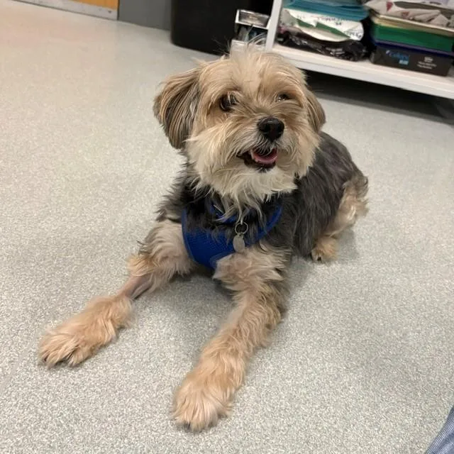 An adult small-sized female Yorkshire Terrier dog named Macy for adoption in Boston, MA