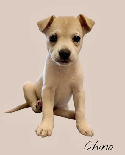 A baby large-sized male German Shepherd Dog dog named Chino for adoption in Morton Grove, IL