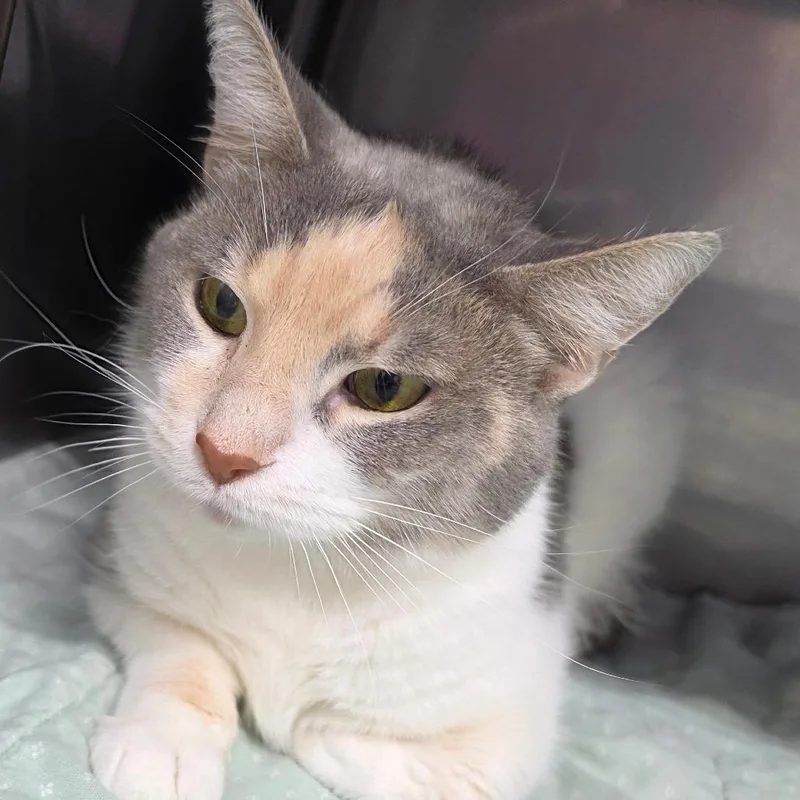 A young medium-sized female Calico Domestic Short Hair cat named Marie Curie for adoption in Jefferson city, TN