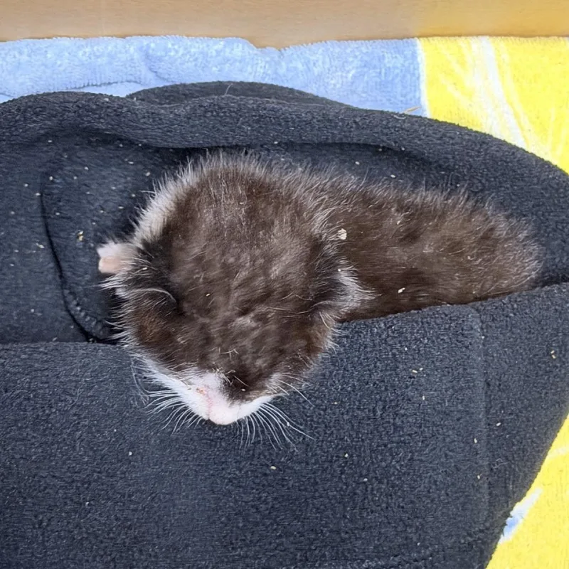 A baby small-sized male Black Domestic Short Hair cat named Baldwin for adoption in Columbus, NC