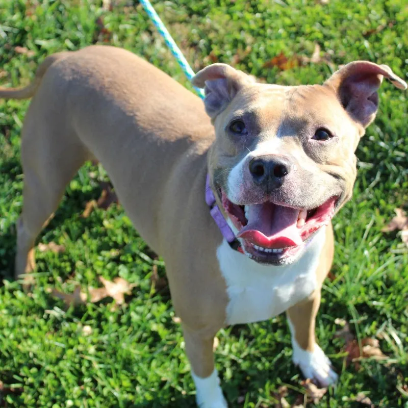 An adult medium-sized male Brown / Chocolate Mixed Breed dog named Alexander for adoption in Melbourne, KY