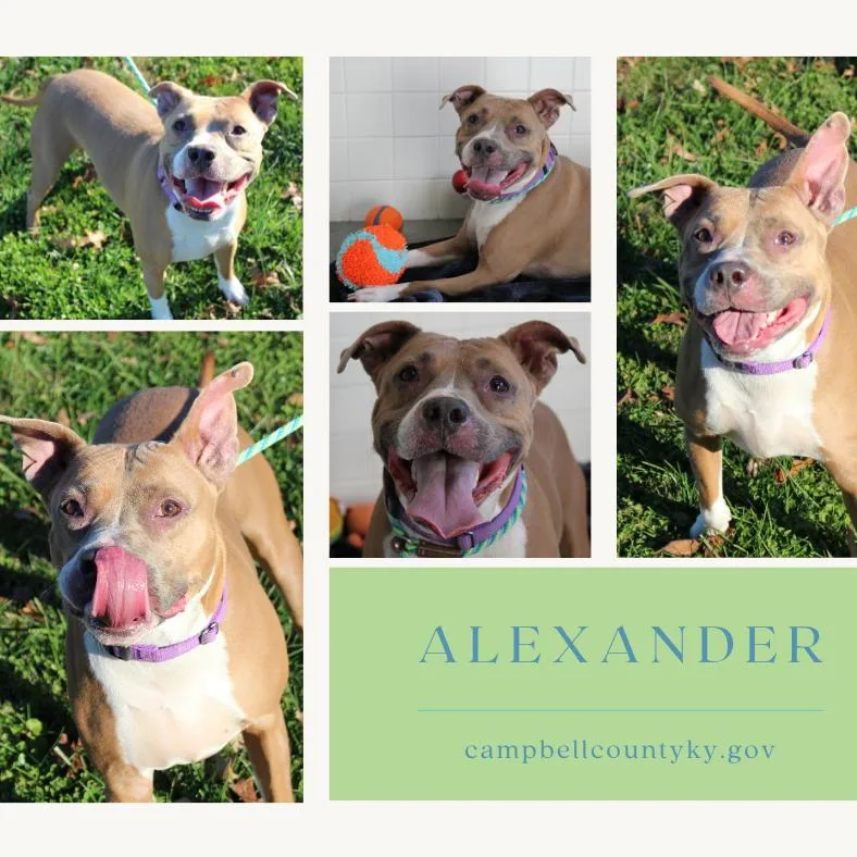Alexander thumbnail 3