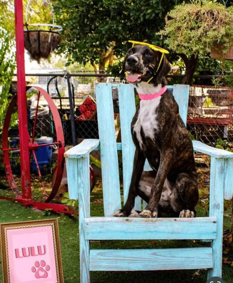A young large-sized female Boxer dog named LuLu for adoption in Gregory, TX