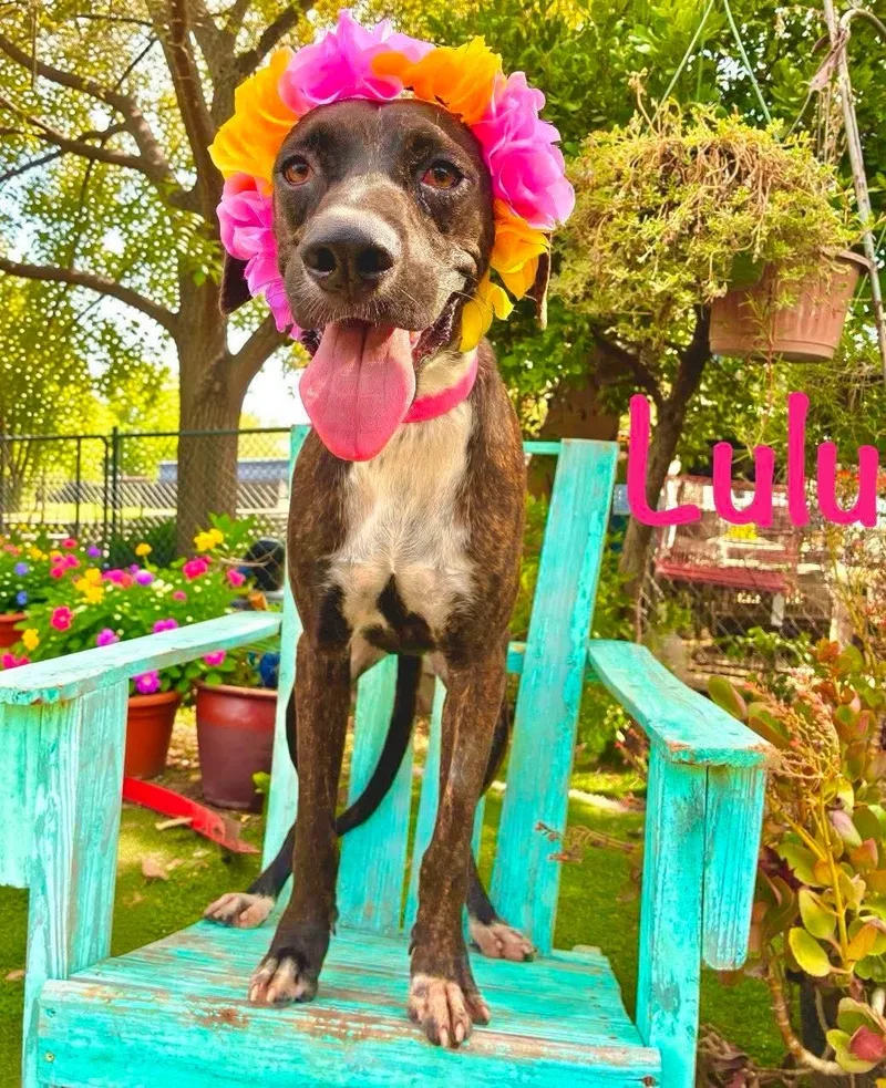 LuLu thumbnail 3
