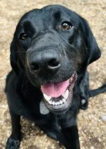 A young large-sized female Labrador Retriever dog named Jenna for adoption in Austin, TX
