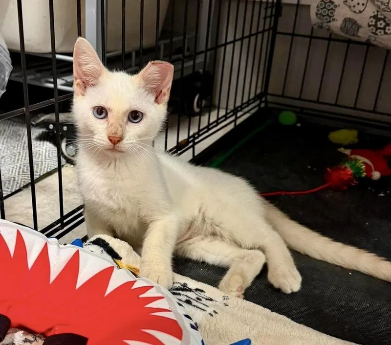 A baby medium-sized male Domestic Short Hair cat named Coconut for adoption in Emerald Isle, NC