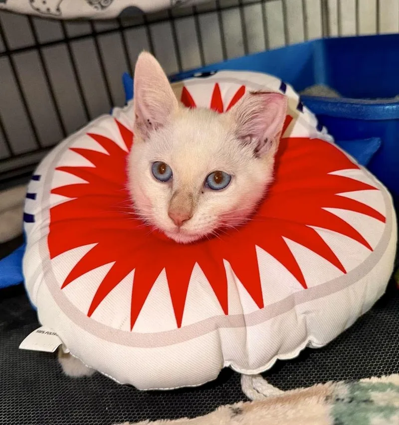 Coconut thumbnail 4