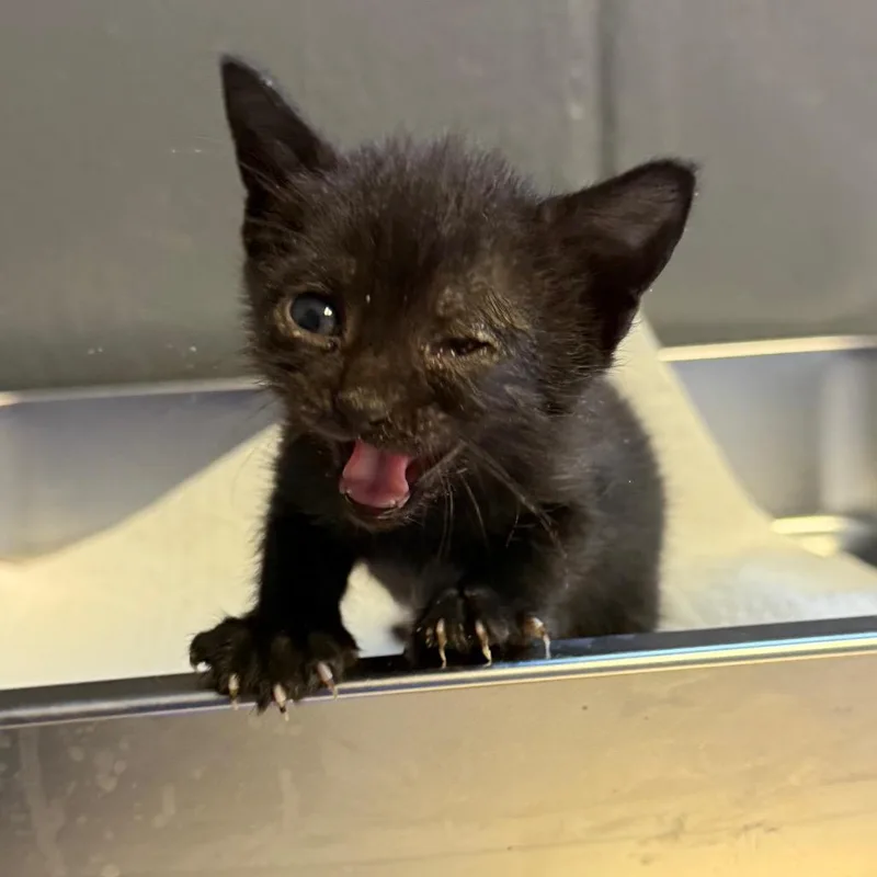 A baby small-sized female Black Domestic Short Hair cat named Omega for adoption in Tuscaloosa, AL
