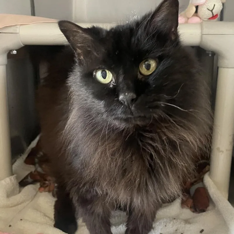 A senior medium-sized female Black Domestic Medium Hair cat named Hallie for adoption in Marshall, VA