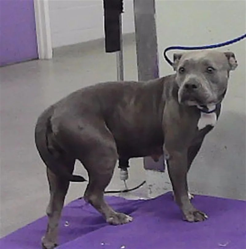 An adult medium-sized female Staffordshire Bull Terrier dog named Dolly for adoption in Houston, TX