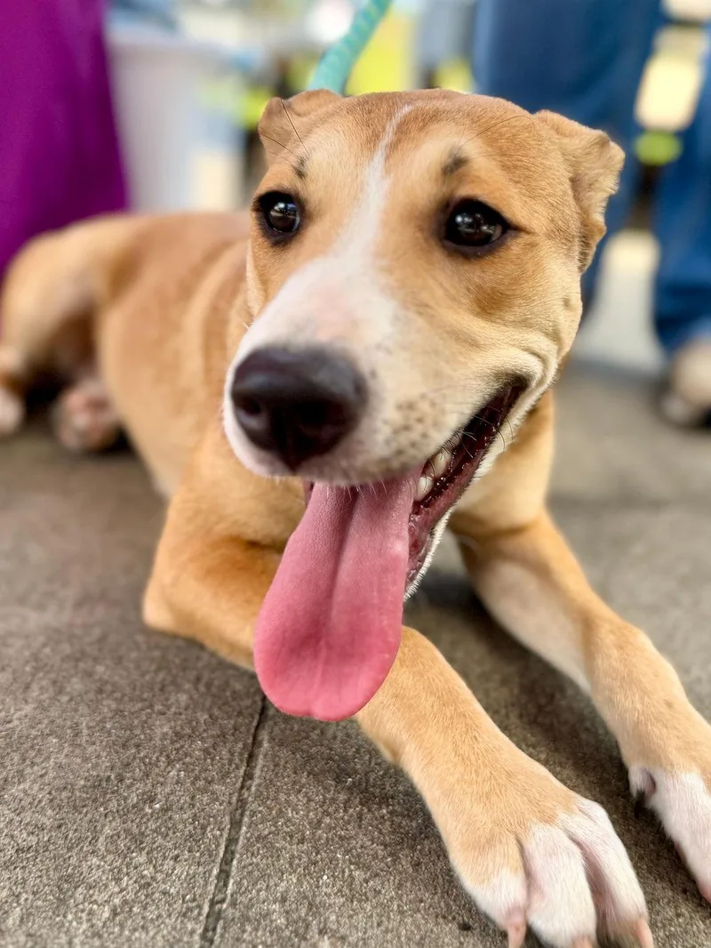 A young medium-sized female Yellow / Tan / Blond / Fawn Mixed Breed dog named Annie for adoption in Livingston, TX