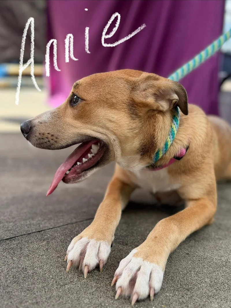 Annie thumbnail 3