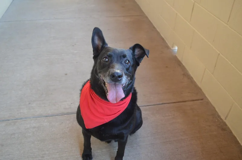 A senior large-sized male Labrador Retriever dog named Bee for adoption in McKinney, TX