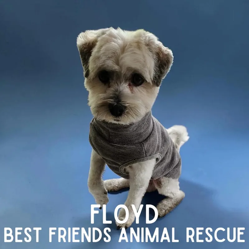 Floyd