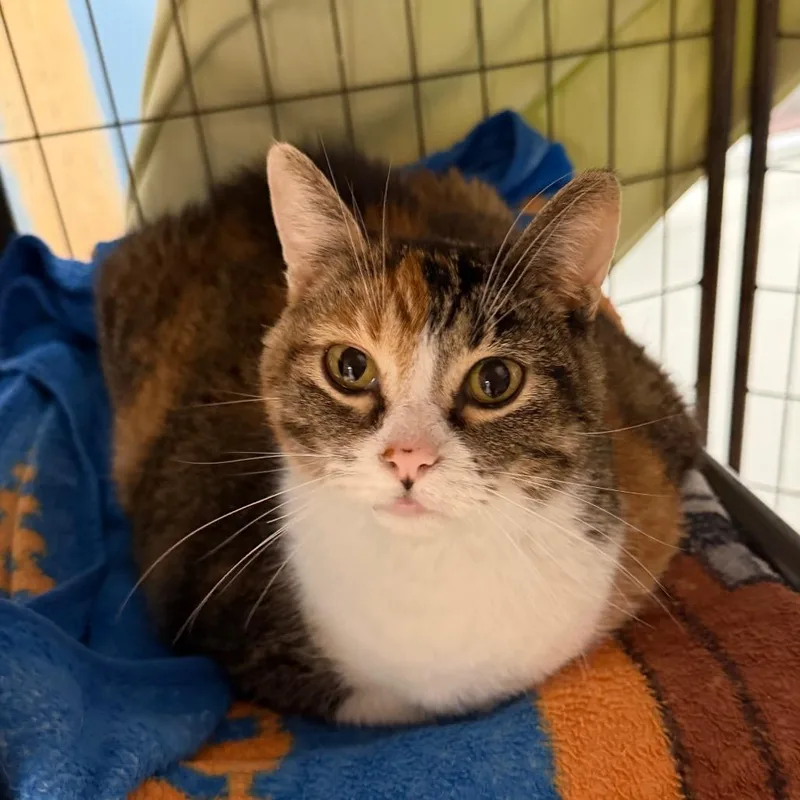 A senior small-sized female Torbie Domestic Short Hair cat named Sundae for adoption in Milford, IA