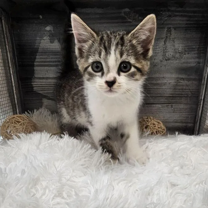 A baby small-sized male Gray / Blue / Silver Domestic Short Hair cat named Vito for adoption in Lynchburg, VA