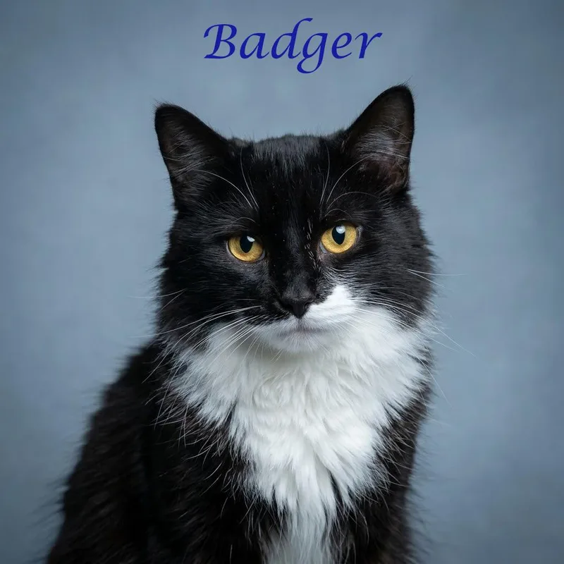 An adult medium-sized male Black Domestic Medium Hair cat named Badger C for adoption in Lebanon, TN