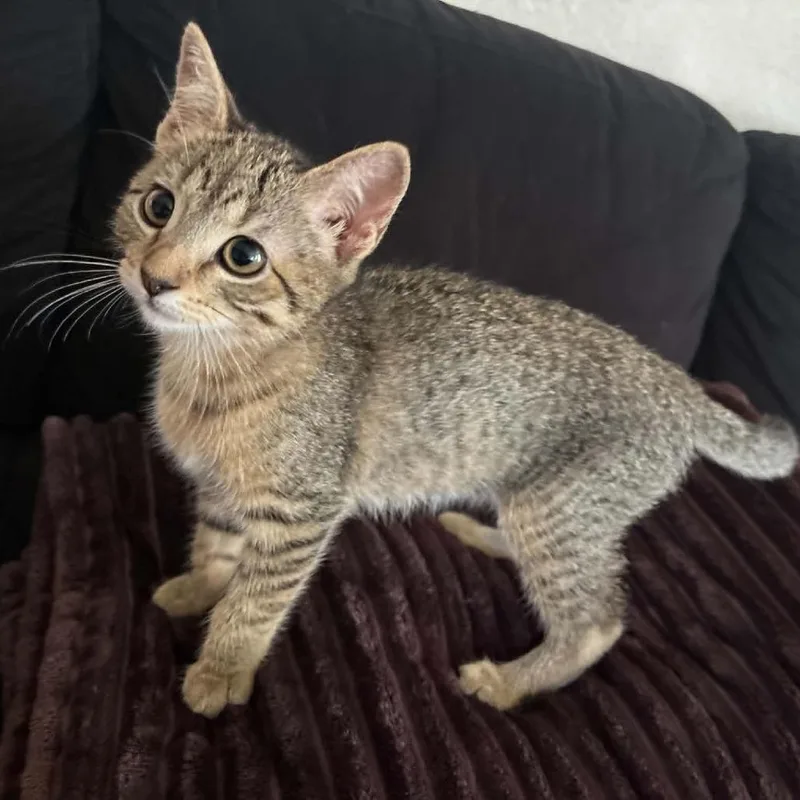 A baby small-sized female Gray / Blue / Silver Domestic Short Hair cat named Jainie for adoption in Las Cruces, NM