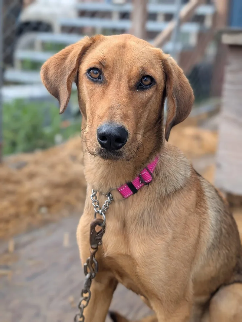 Indy