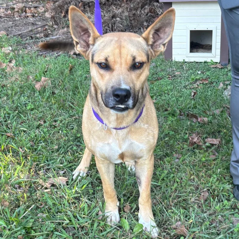 An adult large-sized male Yellow / Tan / Blond / Fawn Shepherd dog named Jax for adoption in Clanton, AL