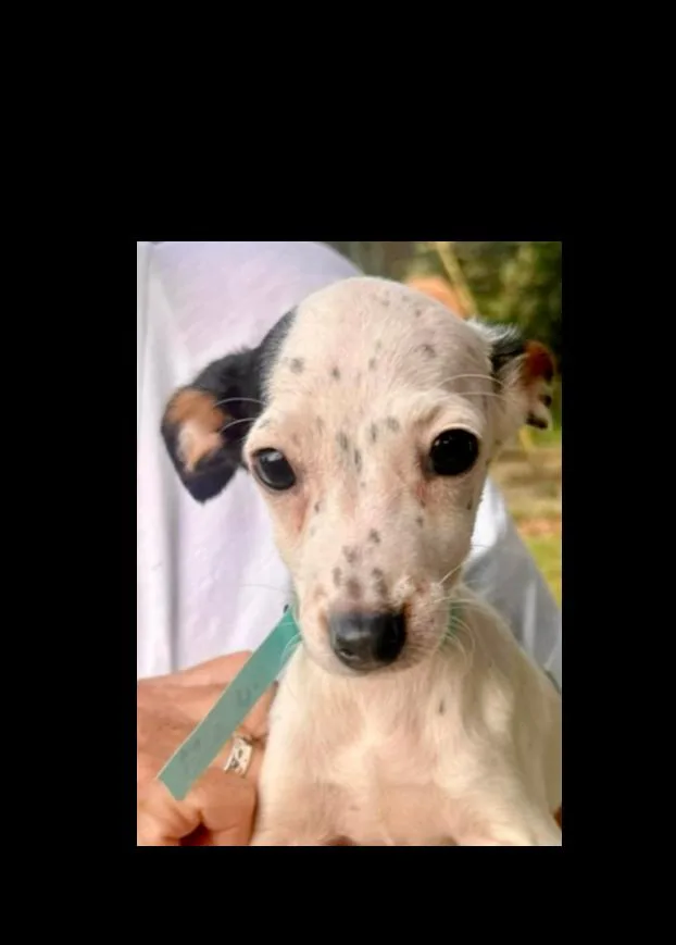 A baby medium-sized female Mixed Breed dog named Ella Langley for adoption in Groveland, MA