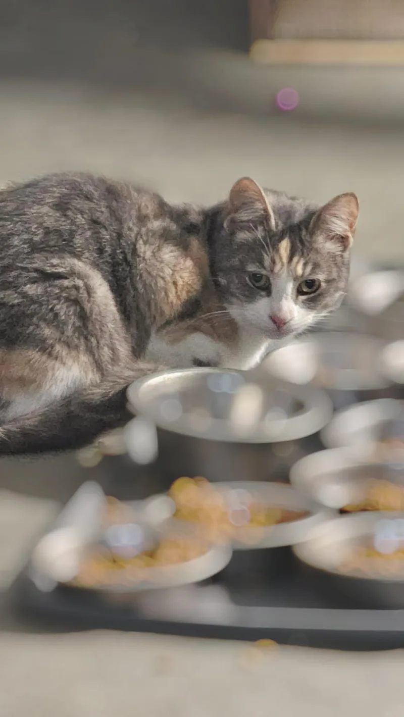 Missy Bonded With Shadow thumbnail 2