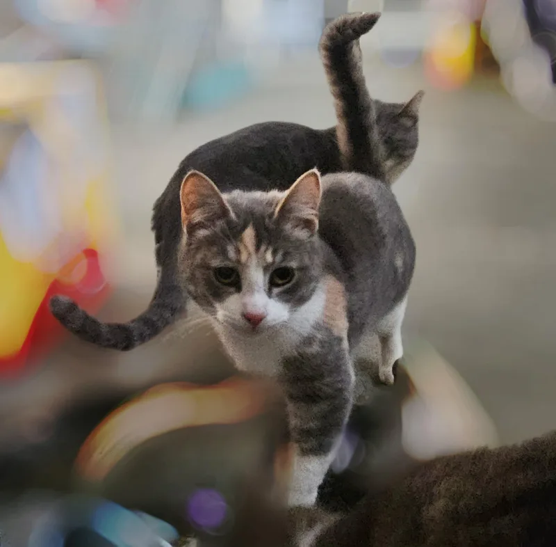 A young medium-sized female Domestic Short Hair cat named Missy Bonded With Shadow for adoption in Warren, OH