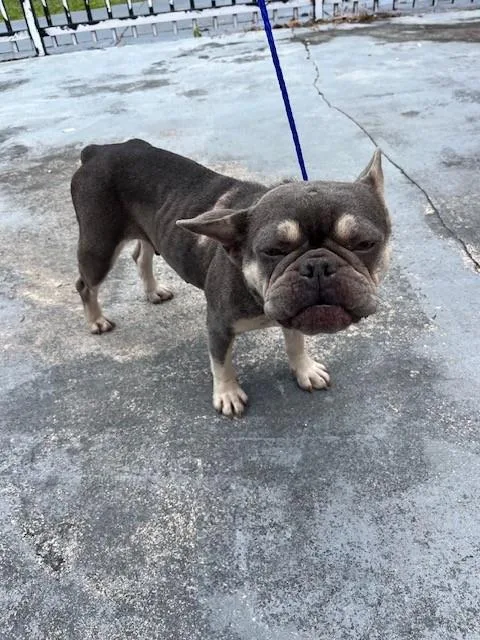 An adult medium-sized female French Bulldog dog named Billie for adoption in Miami, FL