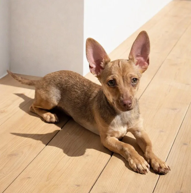 A young small-sized male Brindle Chihuahua dog named Rico for adoption in Henderson, NV