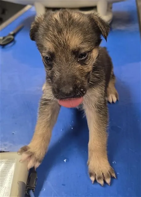 A baby large-sized female German Shepherd Dog dog named Glimmer for adoption in Phoenix, AZ