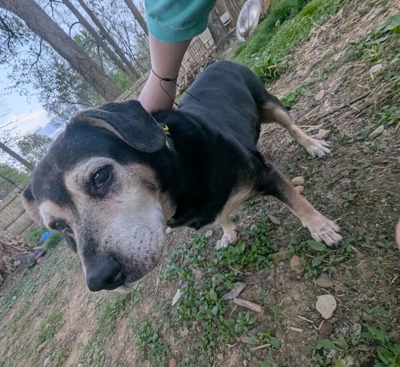 A senior medium-sized female Tricolor (Brown, Black, & White) Beagle dog named Cd : Abby for adoption in Aurora, IN