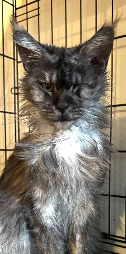 A young medium-sized female Gray & White Domestic Long Hair cat named Sammi for adoption in New York, NY