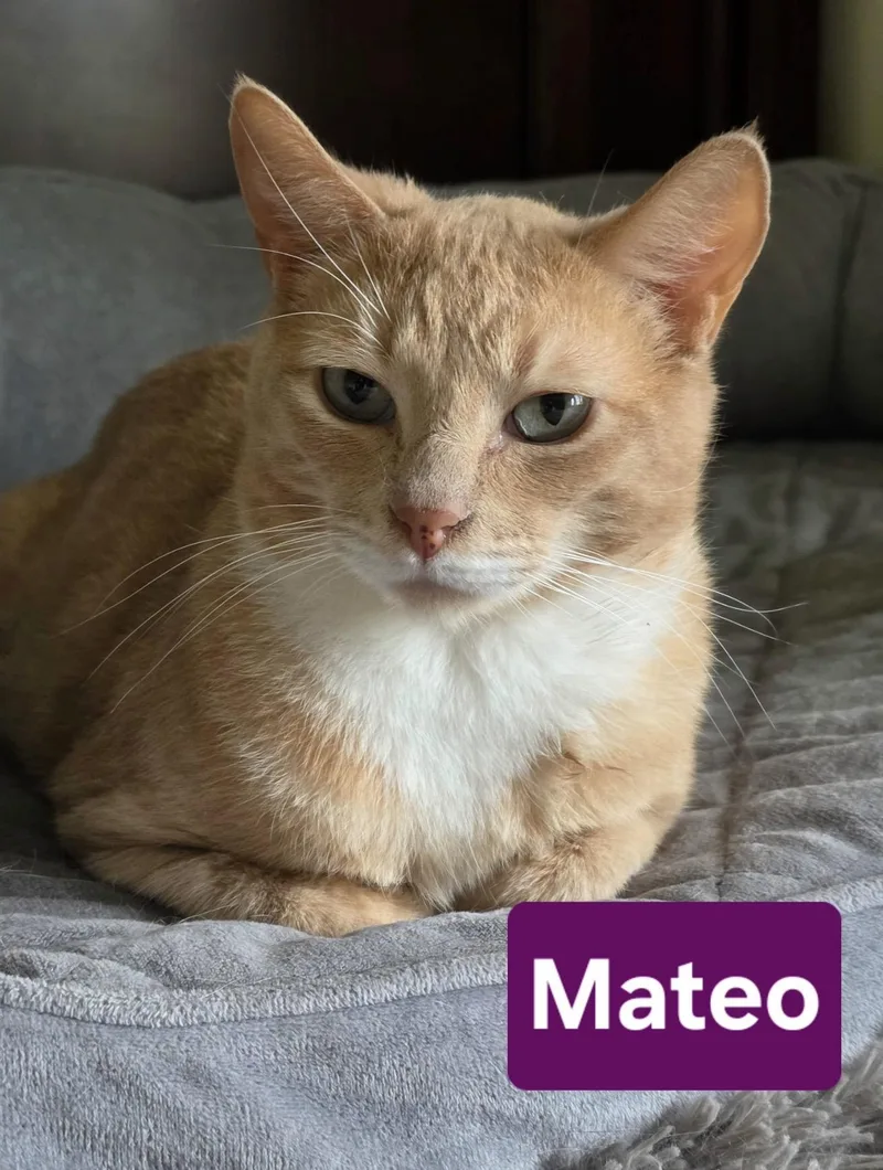 An adult medium-sized male Orange & White Domestic Short Hair cat named Mateo for adoption in Beaverton, OR
