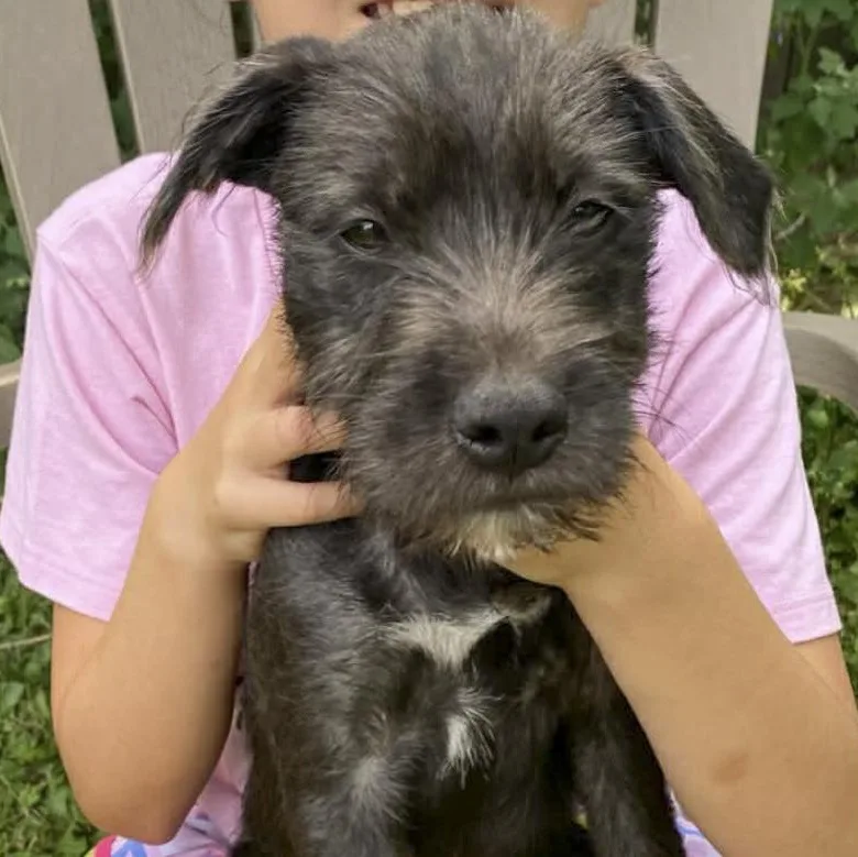 A baby medium-sized female Wirehaired Terrier dog named Victoria for adoption in Toledo, OH