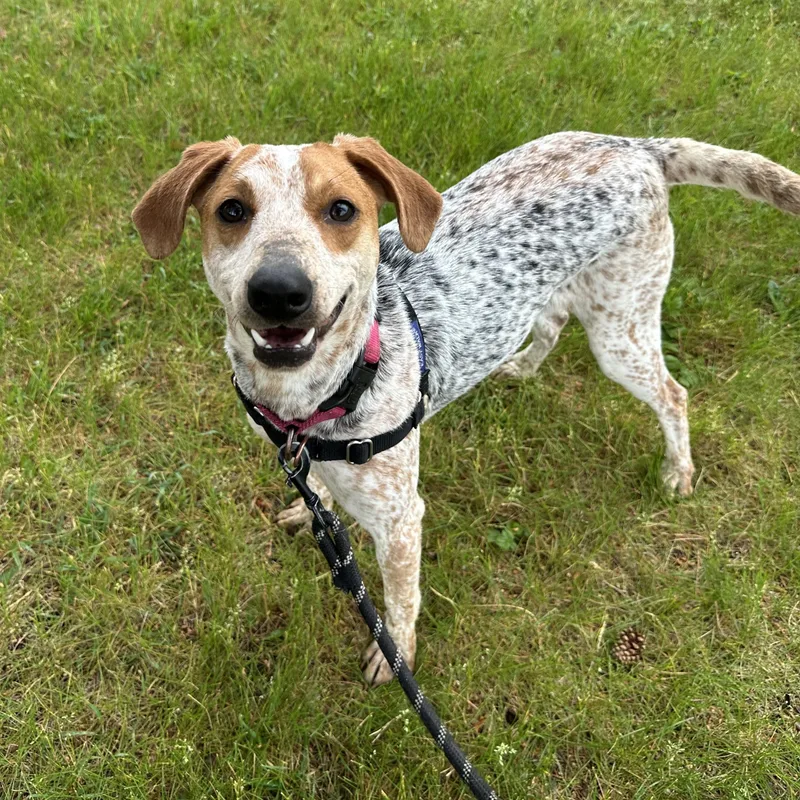 A young medium-sized female Cattle Dog dog named Millia  Home Visit for adoption in Hartland, WI