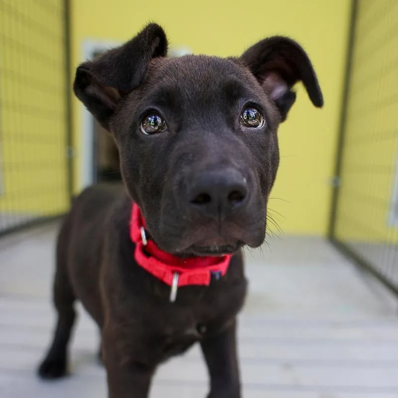 A baby medium-sized male Black Retriever dog named Cecil for adoption in Bradenton, FL