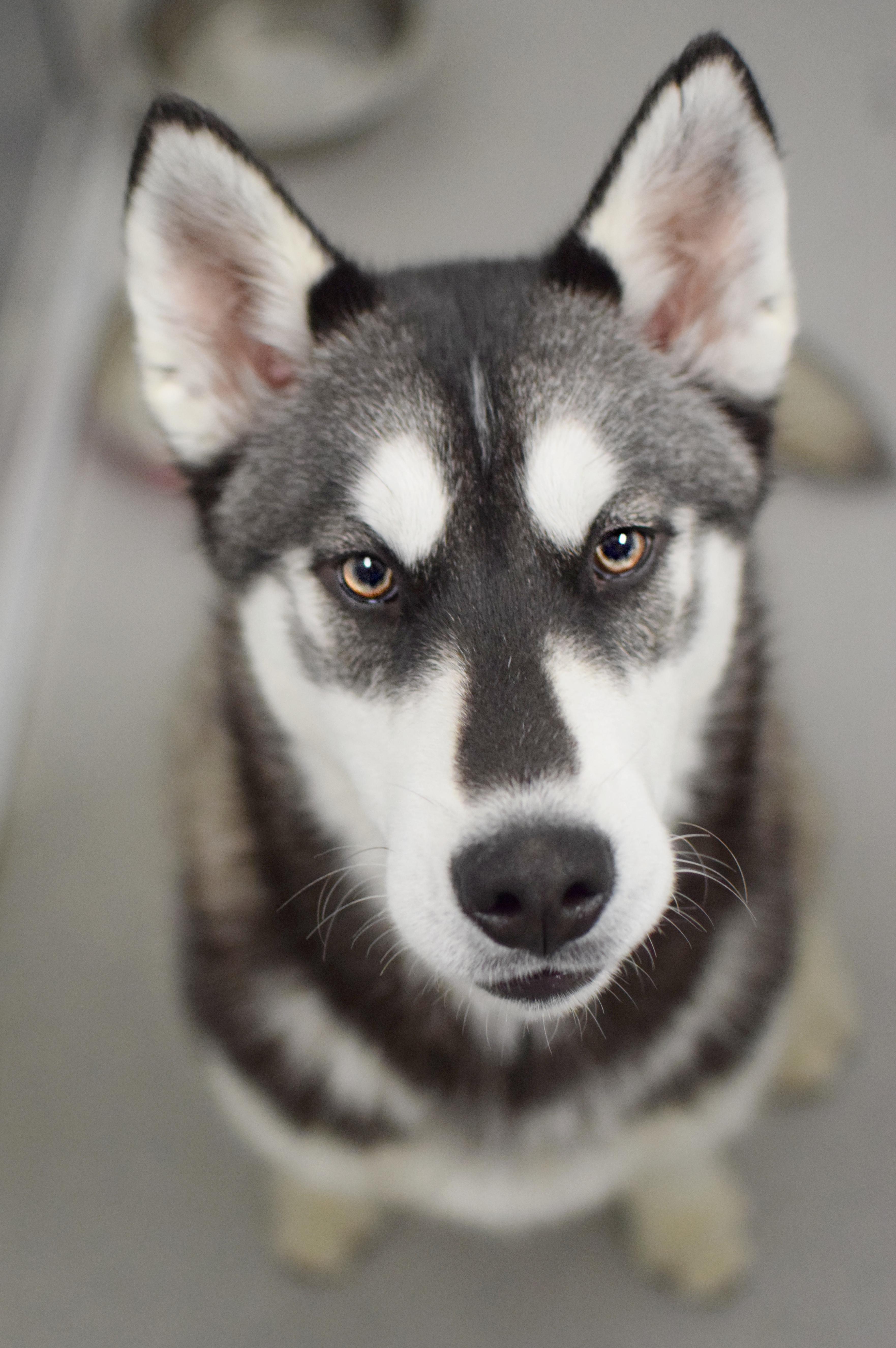 A young large-sized male Gray / Blue / Silver Siberian Husky dog named Tommy for adoption in Pontiac, MI