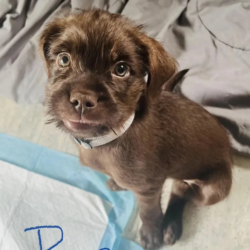 A baby medium-sized male Yorkshire Terrier dog named Bruno for adoption in CORPUS CHRISTI, TX