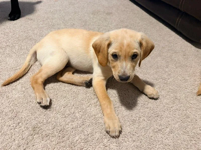 A baby medium-sized male Apricot / Beige Labrador Retriever dog named Gumby for adoption in Oswego, IL