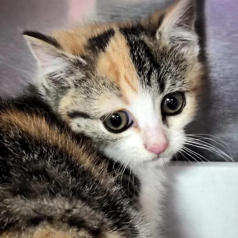 A baby small-sized female White Domestic Short Hair cat named Soybean for adoption in Newark, NJ