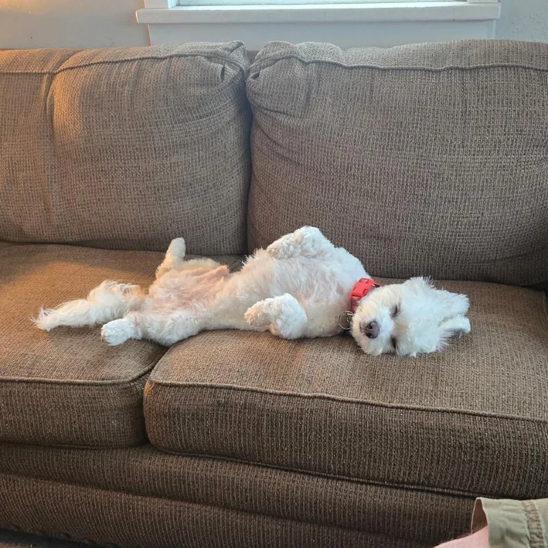 A young small-sized male White / Cream Terrier dog named Gunner for adoption in Spokane, WA