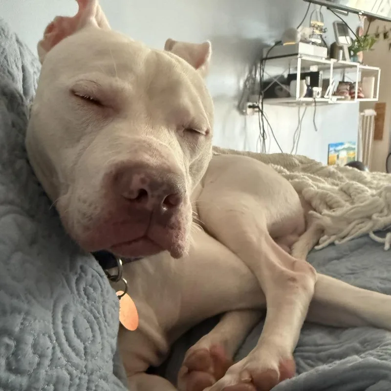 A senior medium-sized male White / Cream Pit Bull Terrier dog named Chester for adoption in Oceanside, NY